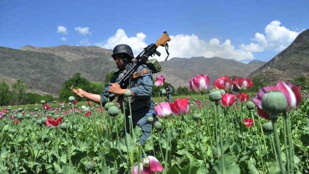 Afghan Opium Cultivation to Rise in 2013, Says UN Report