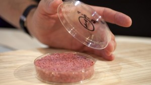 An handout picture shows close-up of the burger made from cultured beef in London on August 5, 2013. The cultured beef has been developed by Professor Mark Post of Maastricht University in the Netherlands. (EPA/DAVID PARRY)