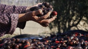 A Palestinian farmer collects dates from palm trees during the harvest in Deir Al-Balah, in the central Gaza Strip, on September 29, 2013. (REUTERS/Ibraheem Abu Mustafa)