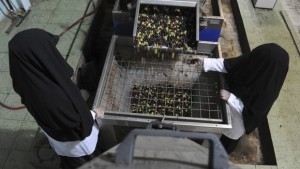 Veil-clad female workers process olives at a factory for pickling olives in the Saudi city of Tabuk on October 23, 2013. (REUTERS/Mohamed Al Hwaity)