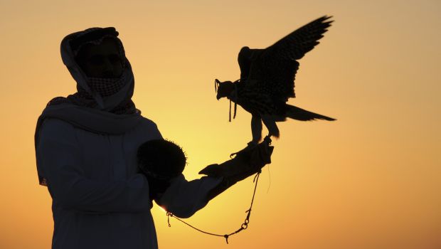For falconers, Mujairema is best
