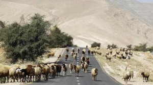 A sheep walk on a road as they graze in Palestinian village of Al-Auja, near the West Bank city of Jericho, on March 7, 2014. (REUTERS/Ammar Awad)