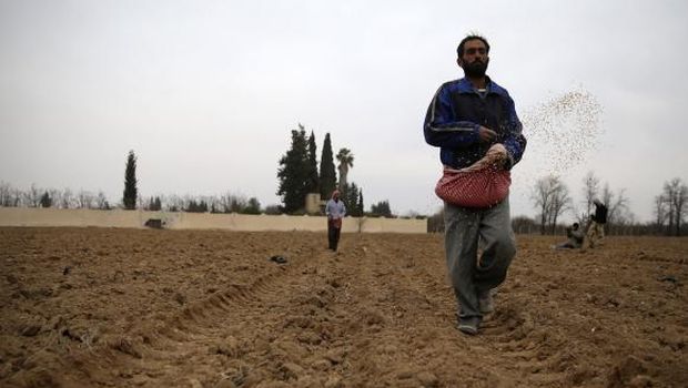 War-ravaged Syria may face worst wheat harvest in 40 years