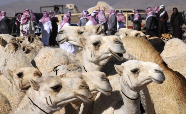 Saudi Arabia rules out camel import ban despite MERS fears