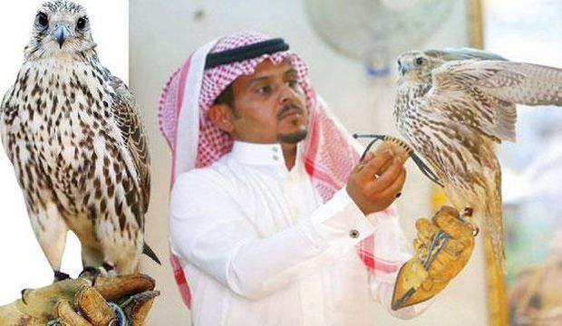 Business meets pleasure in Saudi falconry