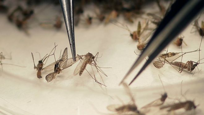 Genetic Modification To Fight Zika Mosquitoes; WHO