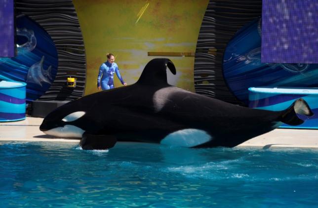 By the Help of ‘Blackfish’ SeaWorld’s Killer Whale Programs are Over