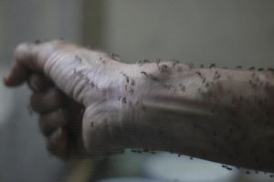 Forearm of a public health technician is seen covered with sterile female Aedes aegyti mosquitoes after leaving a recipient to cultivate larvae, in a research area in Guatemala City