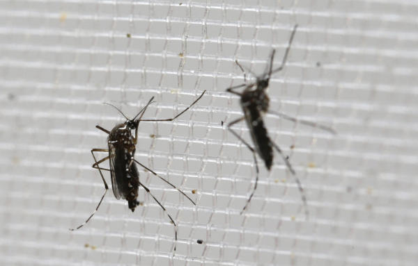Spain Reports First Case of Zika-Related Microcephaly