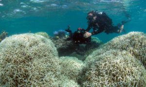 A diver films a reef affected by bleaching off Lizard Island in the Great Barrier Reef. Aerial surveys have found that 93% of the world heritage site has been affected by bleaching. Photograph: AFP/Getty Images
