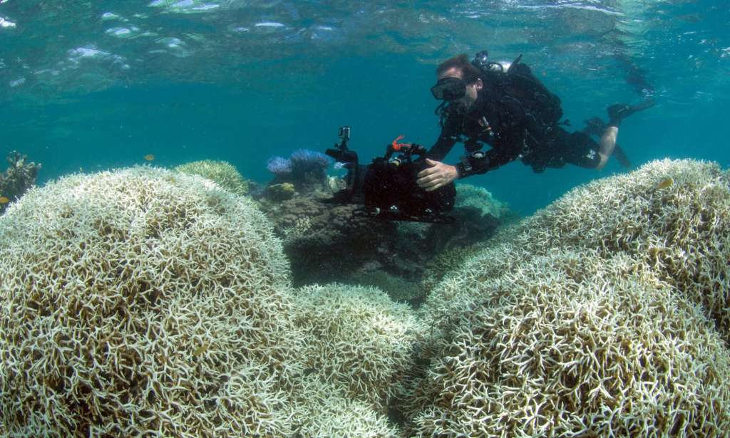 Bleaching Kills 35% of Coral in Great Barrier Reef’s North