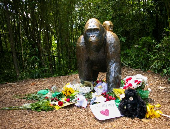 Gorilla Killing at Cincinnati Zoo Sparks Probe into Possible Criminal Charges