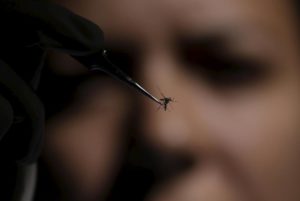 A technician of Oswaldo Cruz Foundation (Fiocruz) inspects an Aedes aegypti mosquito in Recife