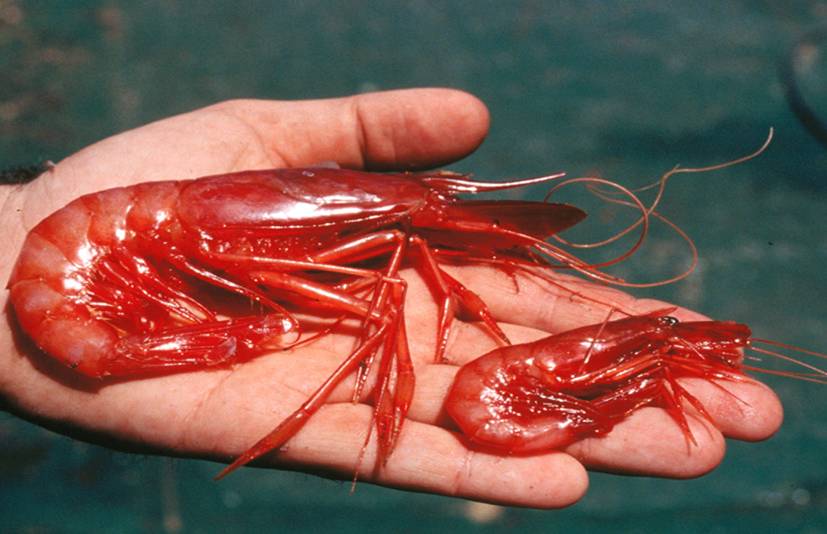 Shrimps Peel for Organs Implantation