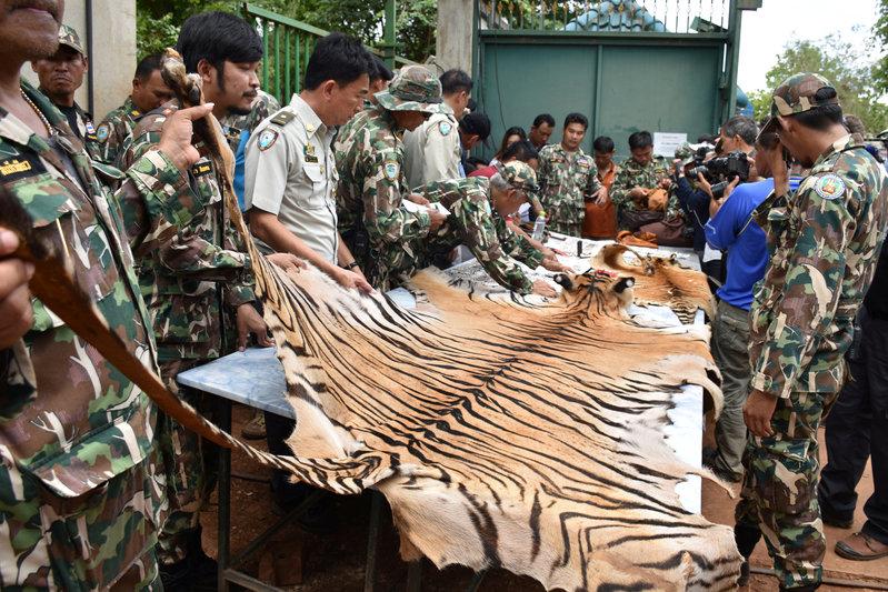 Thai Police Find Tiger slaughterhouse in Temple Probe