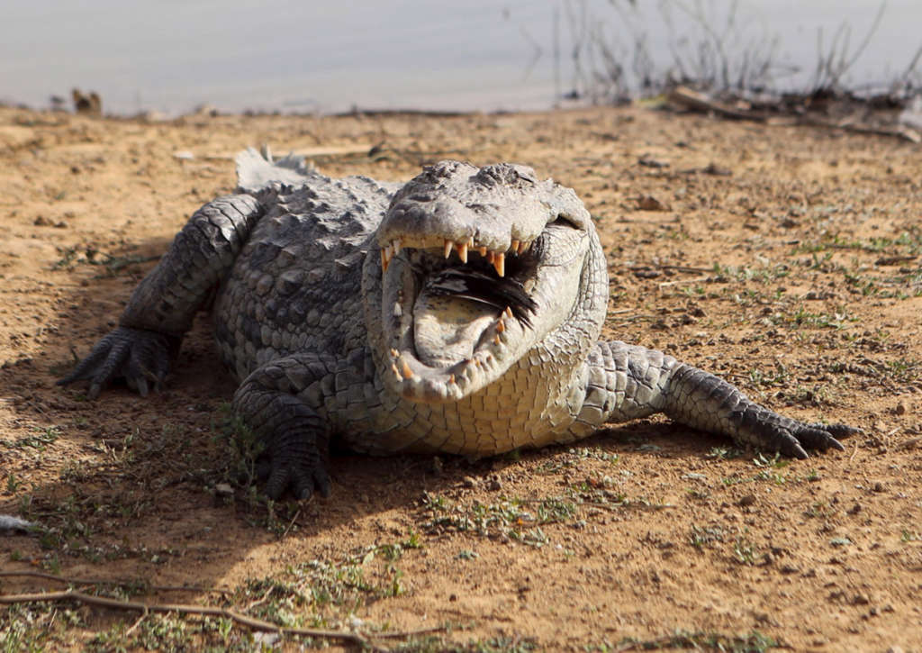Australian Woman Rescued with 2 Dogs from Crocodile Infested Waters