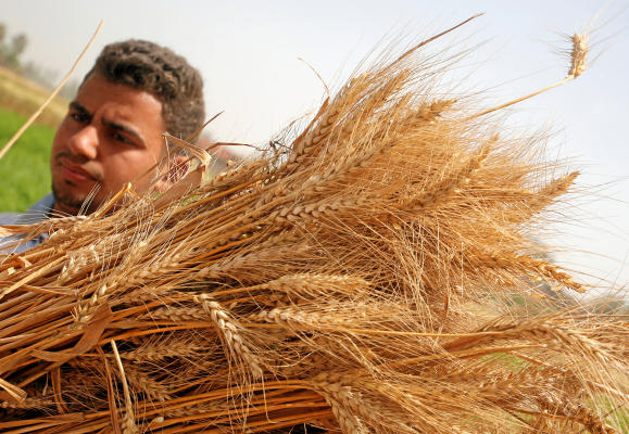 Egypt Public Prosecutor Orders 13 Arrested in Wheat Corruption Case