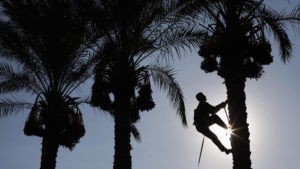 There are about 100 million date palms in the world, of which 10 percent are in Saudi Arabia, which contributes 14 percent of the world production of dates.