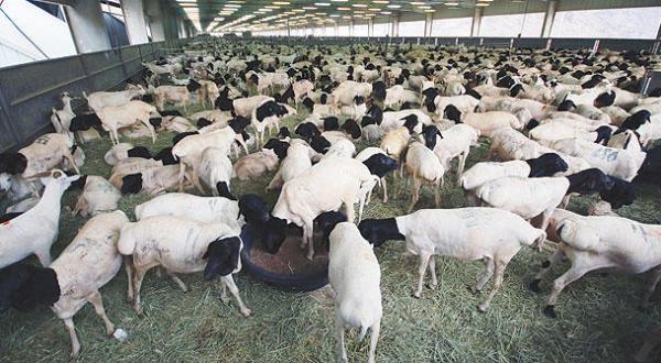 Saudi Arabia: Retail Meat Market Maintains High Rates Despite 30% Rate Cut on Livestock