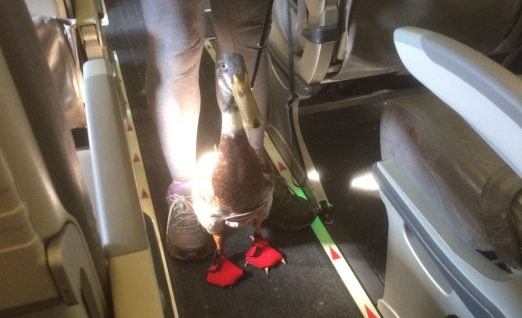 Daniel the Emotional Support Duck Takes 1st Plane Ride