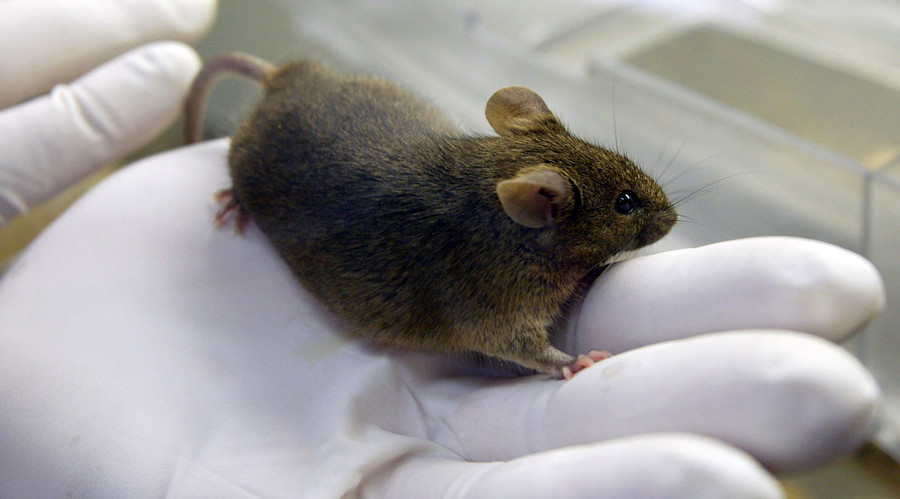 Study: Gene Therapy Allows Deaf Mice to Hear