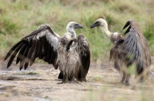 Vultures fight over a carcass on December 10, 2007 in the Masai Mara Game Reserve, Kenya. December 10, 2007. PHOTO: Getty Images