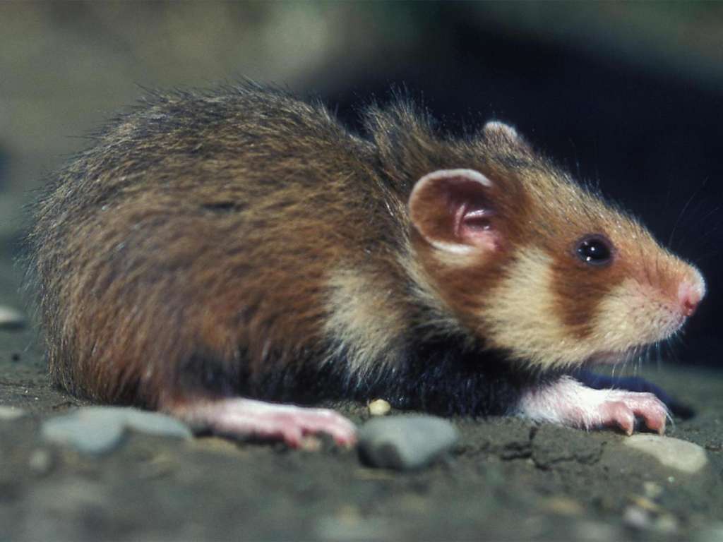 Russian Scientists Discover 145-Million-Year Old Species of Rodents