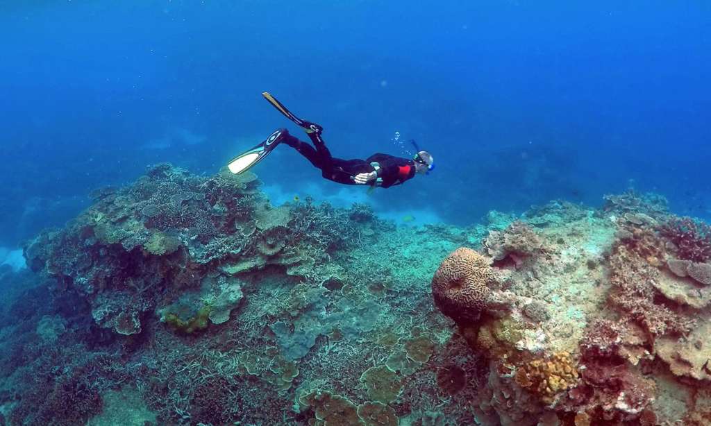 Thailand Finds Stolen Coral