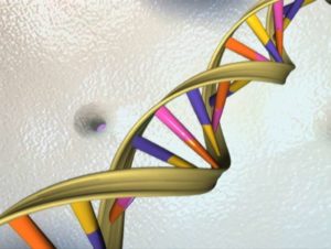 A DNA double helix is seen in an artist's illustration released by the National Human Genome Research Institute. (Handout/Reuters)