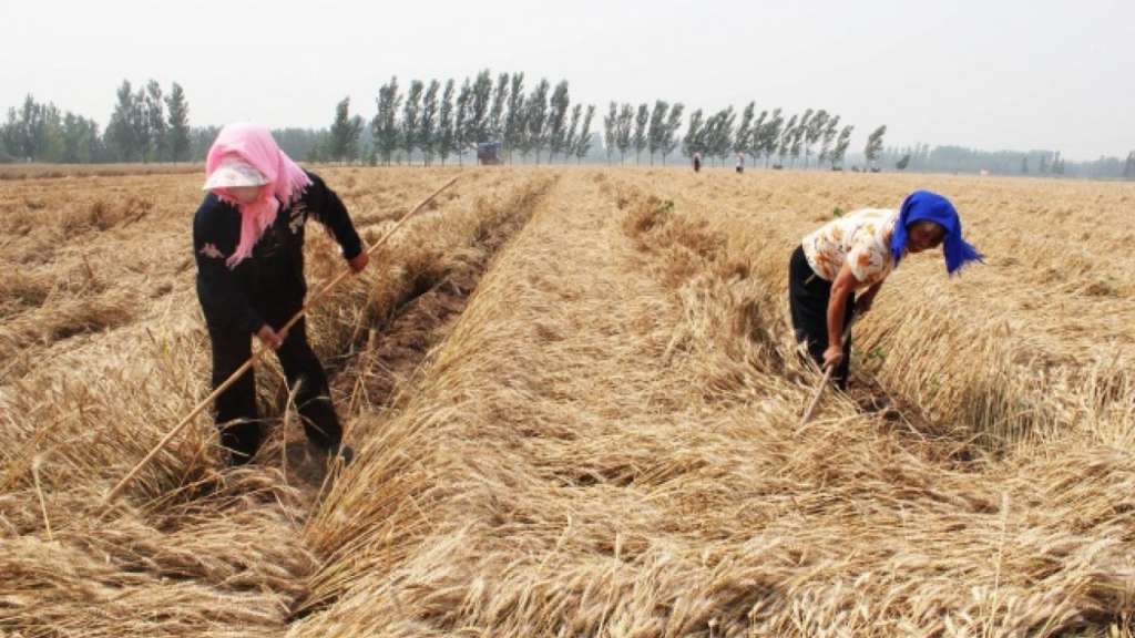 FAO Forecasts 7 Million Tons of Morocco Wheat Harvest in 2017