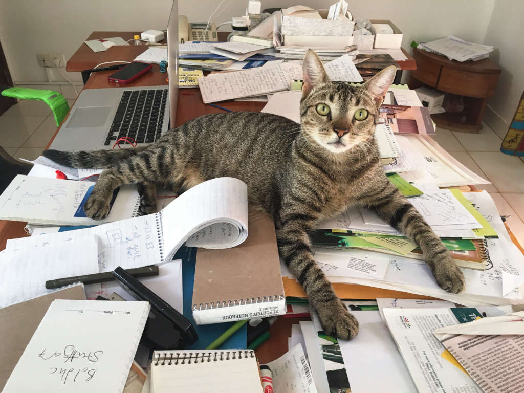A Times Tradition: Meet the Bureau Cats