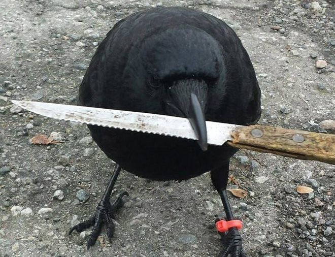 Postman Repeatedly Attacked By a Crow In Canada