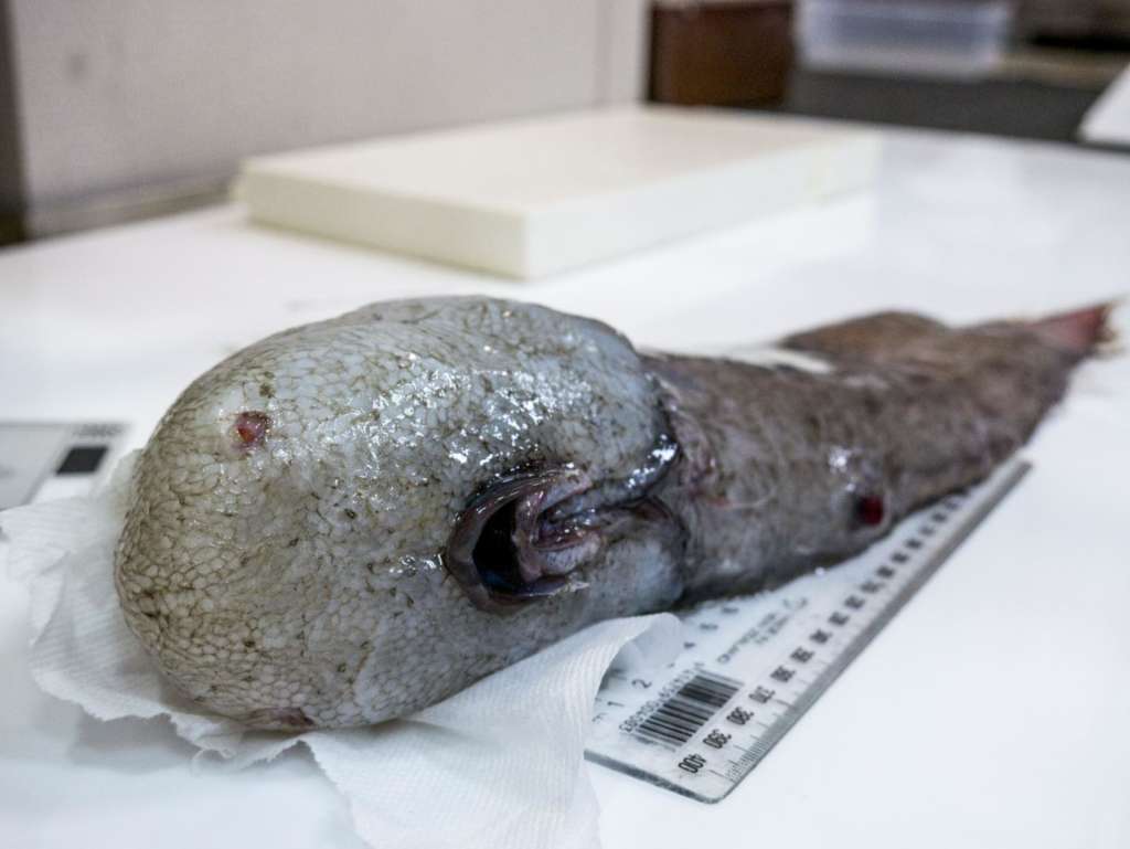 Faceless Fish, Bizarre Creatures Found in Australia