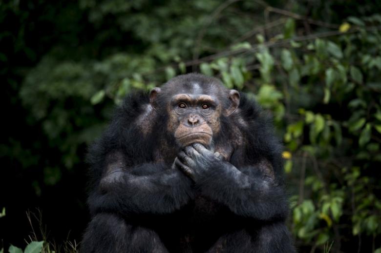 Chimps Are Not People, Cannot Be Freed From Custody
