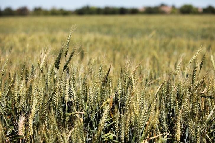 Saudi Arabia Submits Bids to Purchase 1.5 Mln Tons of Feed Barley