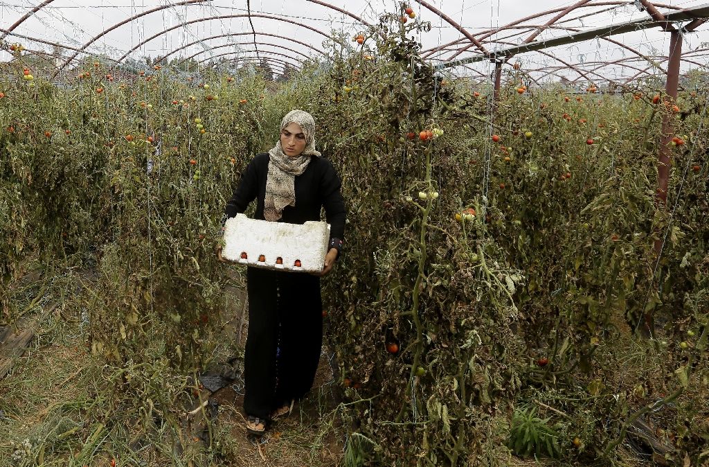UN Helps Syria’s Women Farmers by Treating their Livestock