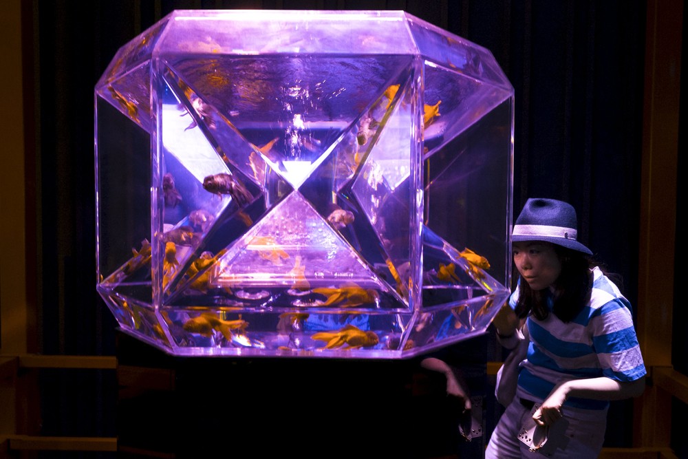 Goldfish, Bright Lights in Tokyo Special Exhibition