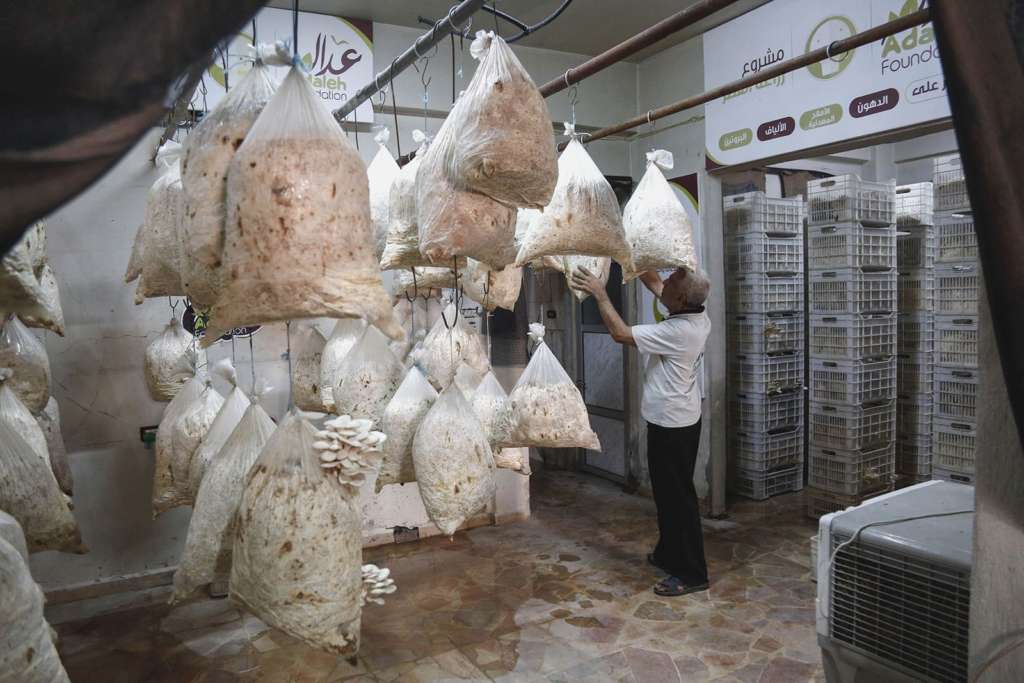 Besieged Syria Town Swaps Meat for Mushrooms